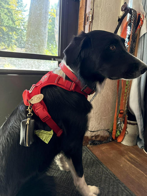 Absolutely best dog poop dispenser - customer review photo