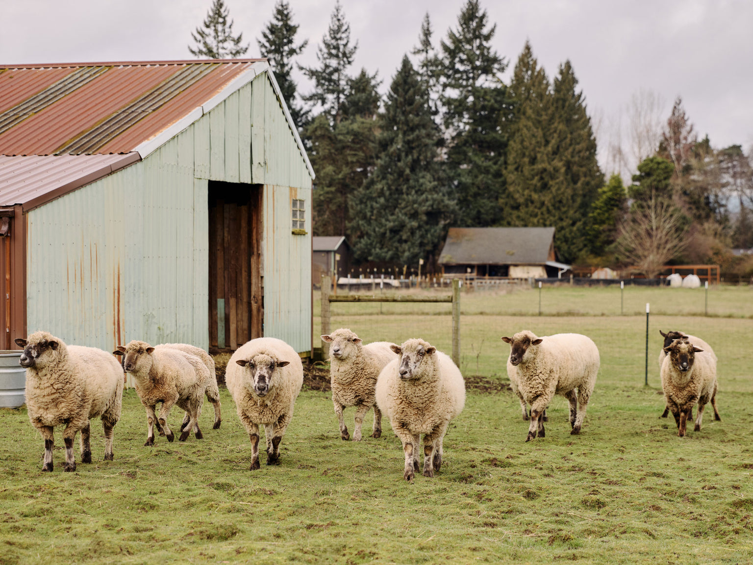 Sheep standing in a grassy field with a barn and trees in the background